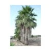 Washingtonia Robusta Ejemplar -Suministros De Jardineria Ventas 2024 washingtonia robusta 3