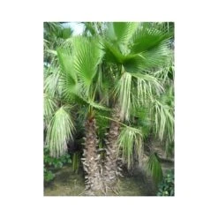 Washingtonia Robusta Ejemplar -Suministros De Jardineria Ventas 2024 washingtonia robusta 4
