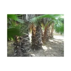 Washingtonia Robusta Ejemplar -Suministros De Jardineria Ventas 2024 washingtonia robusta 5