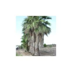 Washingtonia Robusta Ejemplar -Suministros De Jardineria Ventas 2024 washingtonia robusta 6