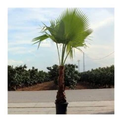 Washingtonia Robusta Ejemplar -Suministros De Jardineria Ventas 2024 washingtonia robusta 7