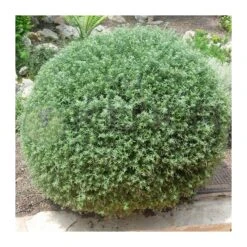 Westringia Fructicosa 5 Westringia Fructicosa -Suministros De Jardineria Ventas 2024 westringea fructicosa 1