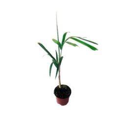 Wodyetia Bifurcata -Suministros De Jardineria Ventas 2024 wodyetia bifucarta 1