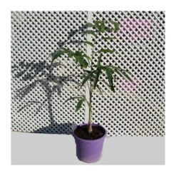 Wodyetia Bifurcata -Suministros De Jardineria Ventas 2024 wodyetia bifucarta 2