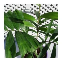 Wodyetia Bifurcata Ejemplar 5 Wodyetia Bifurcata Ejemplar -Suministros De Jardineria Ventas 2024 wodyetia bifurcata ejemplar 1