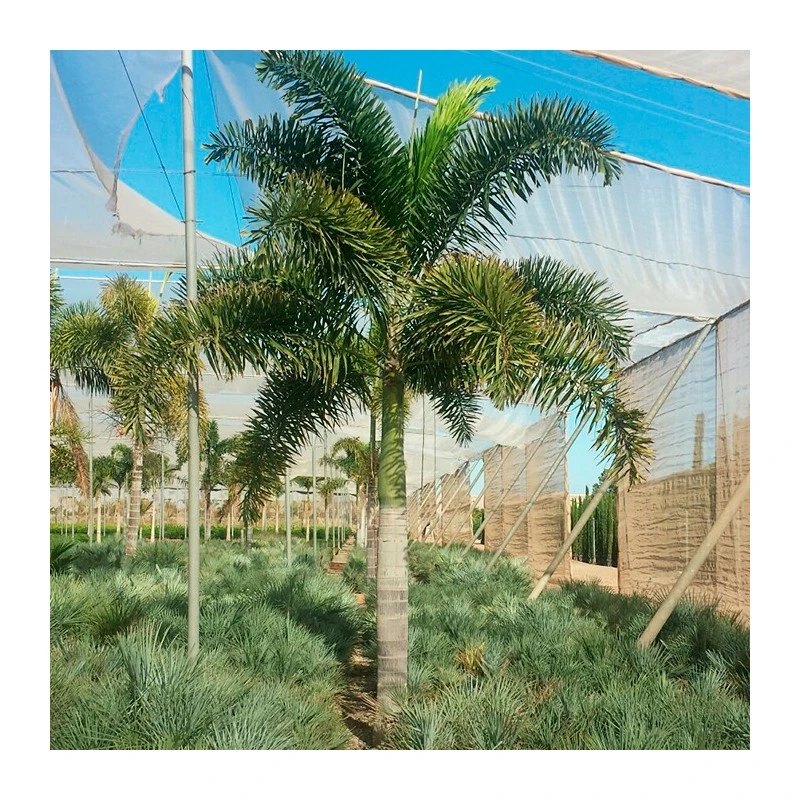 Wodyetia Bifurcata Ejemplar 3 Wodyetia Bifurcata Ejemplar