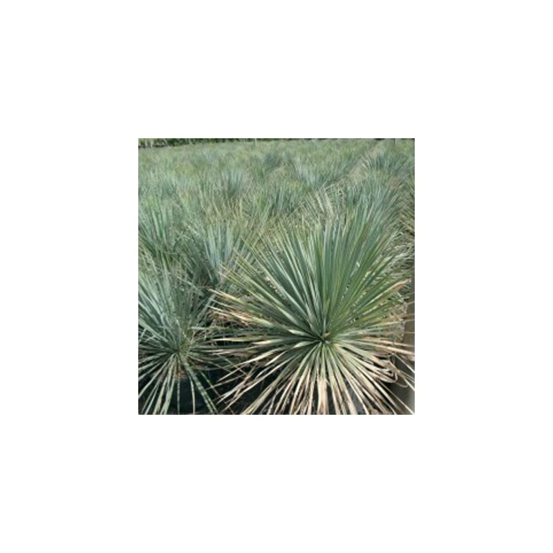 Yucca Rostata EJEMPLAR 3 Yucca Rostata EJEMPLAR
