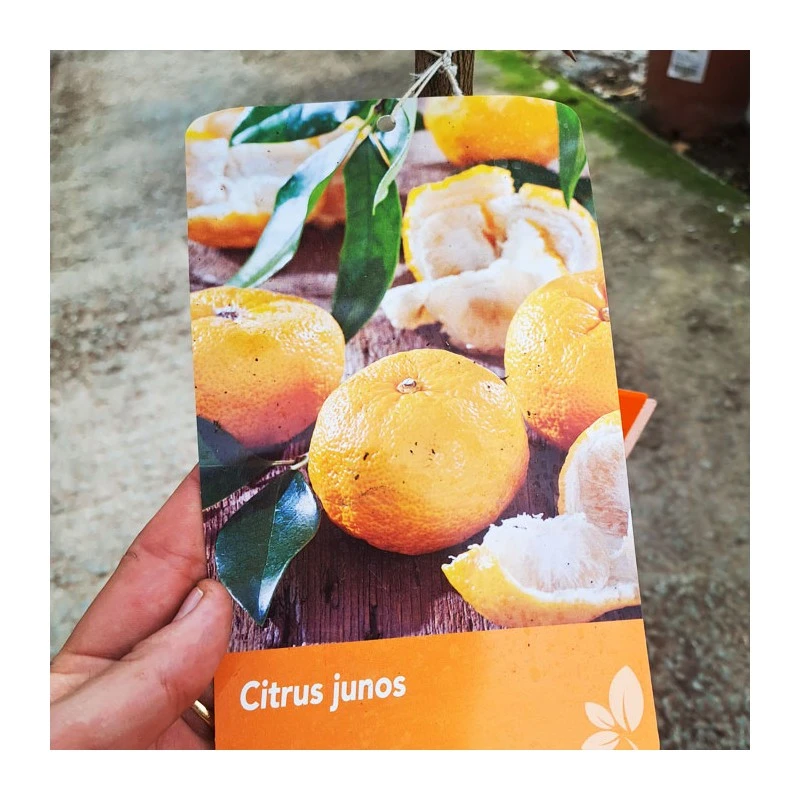 Citrus Yuzu 4 Citrus Yuzu - Imagen 2