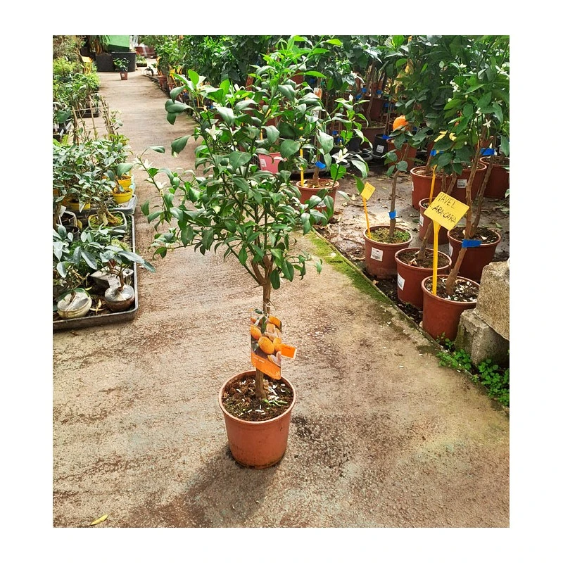 Citrus Yuzu 3 Citrus Yuzu